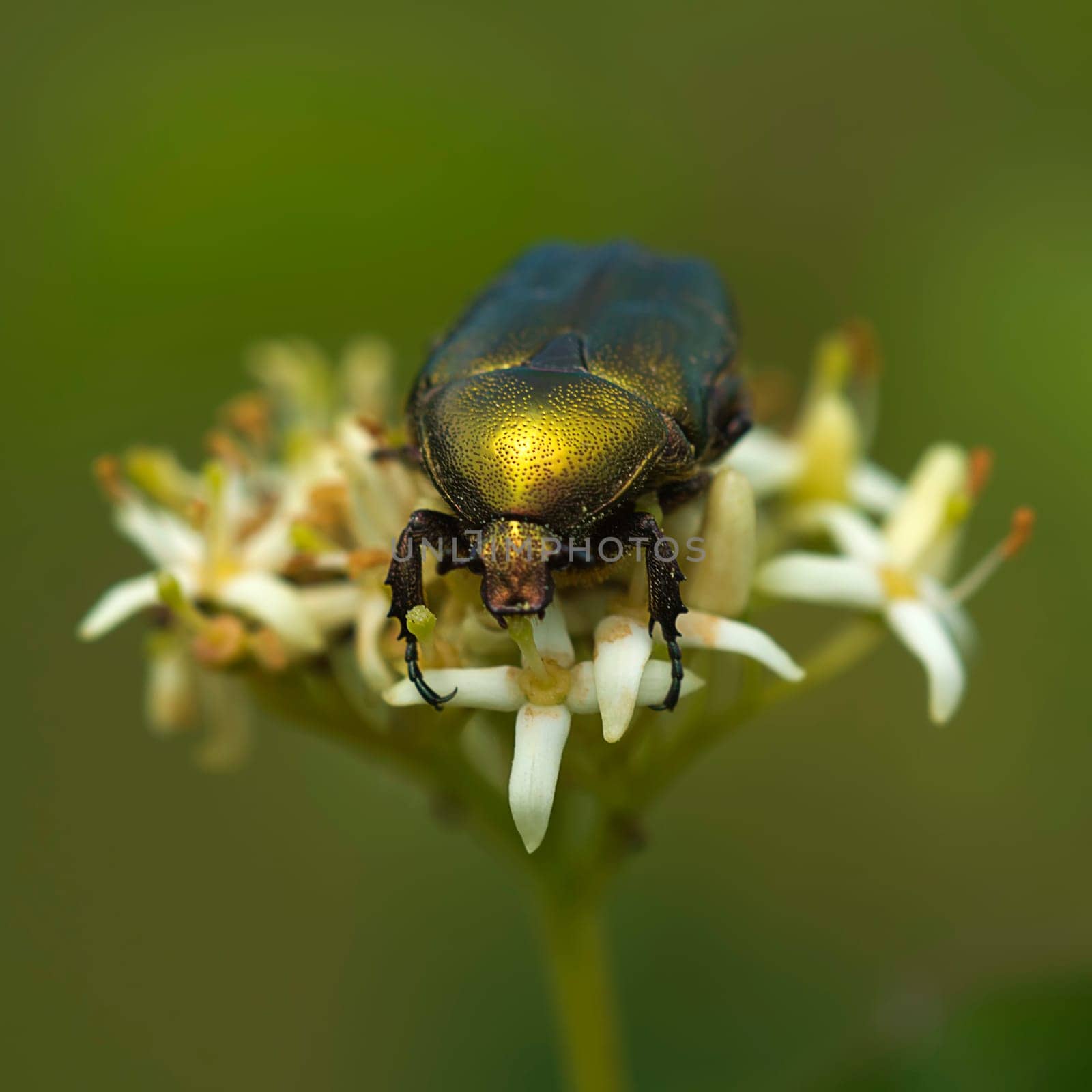 My Gold Beetle