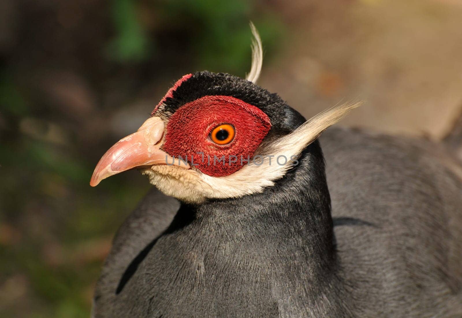 Blue Eared Pheasant