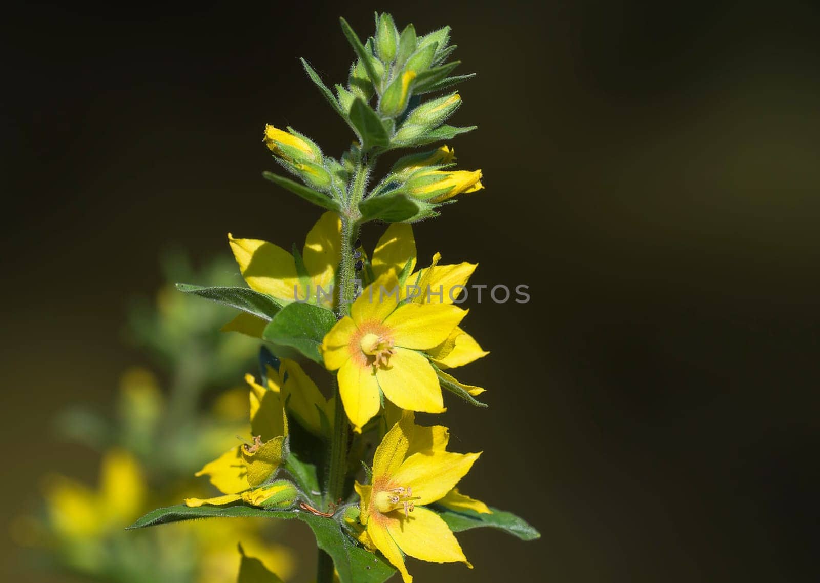 Gold loosestrife