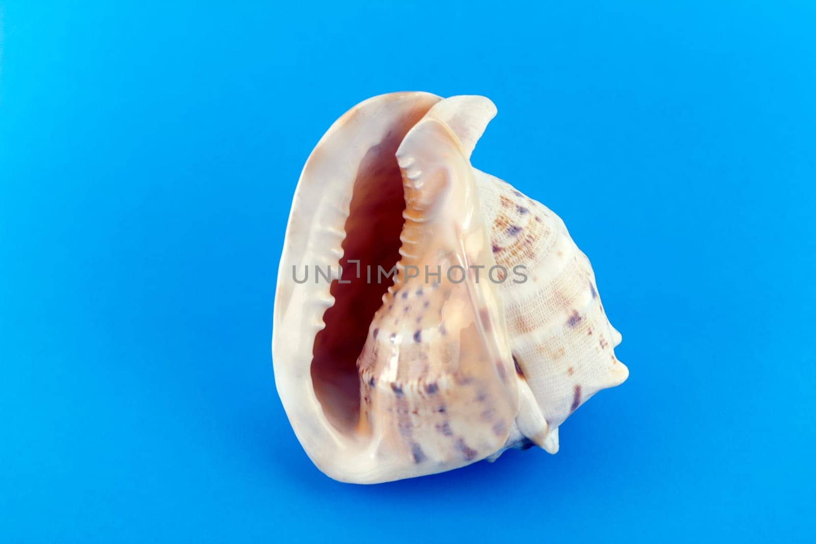 Large and beautiful seashell from the tropics relaxes on blue.