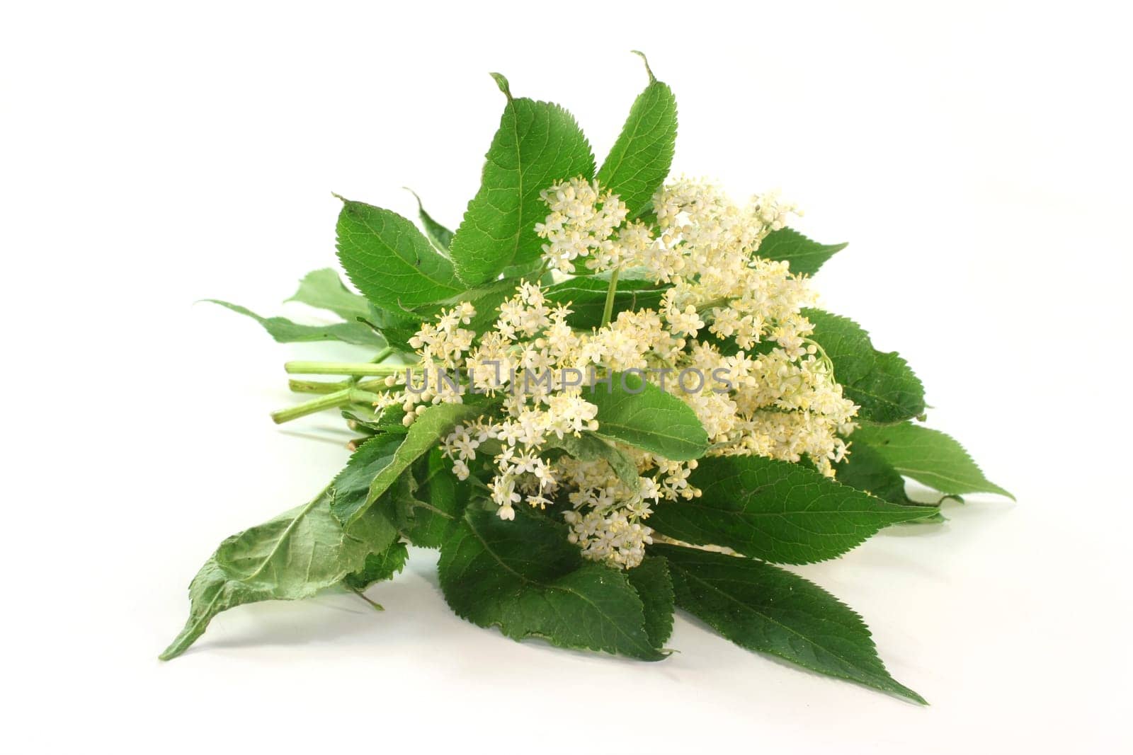 fresh elderflowers against a white background