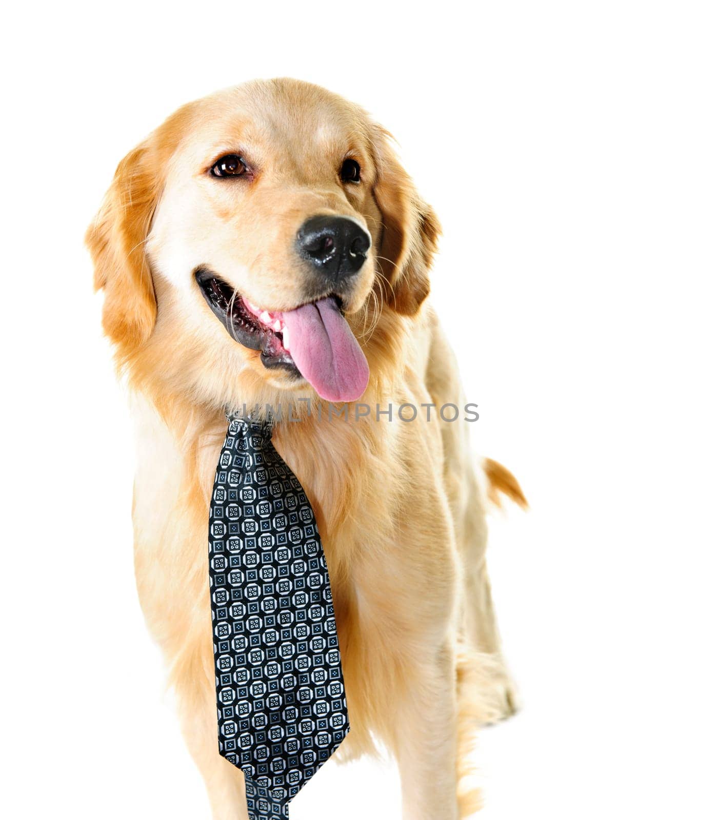 Funny golden retriever dog wearing tie isolated on white background