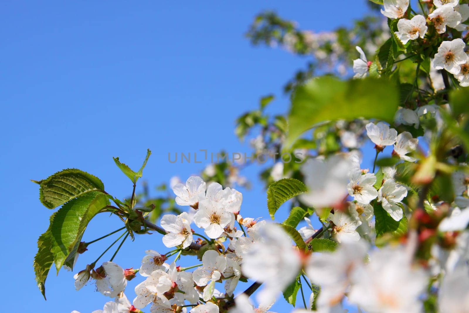 Cherry blossoms on the cherry tree,blue sky