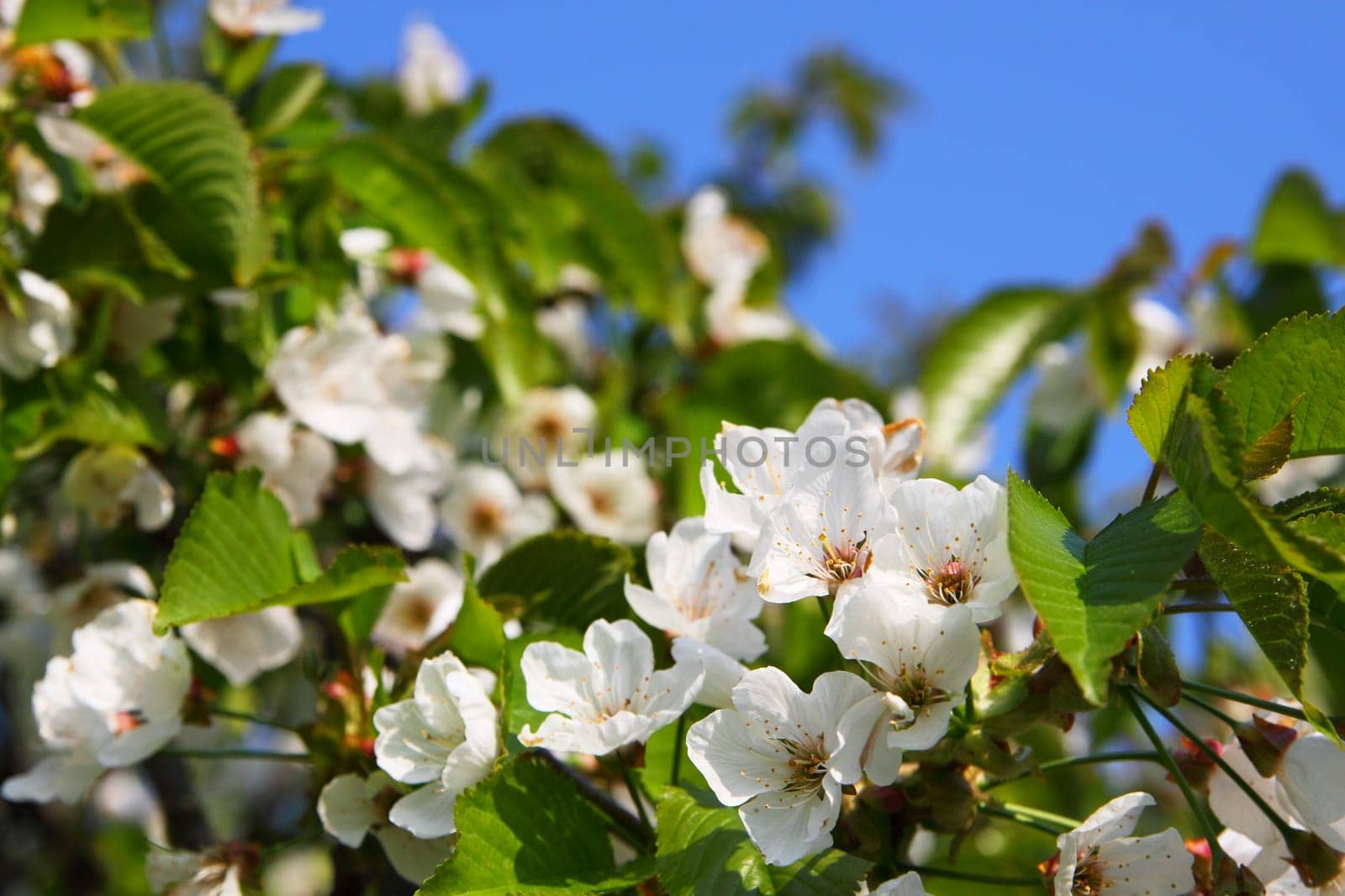 Cherry blossoms on the cherry tree,blue sky