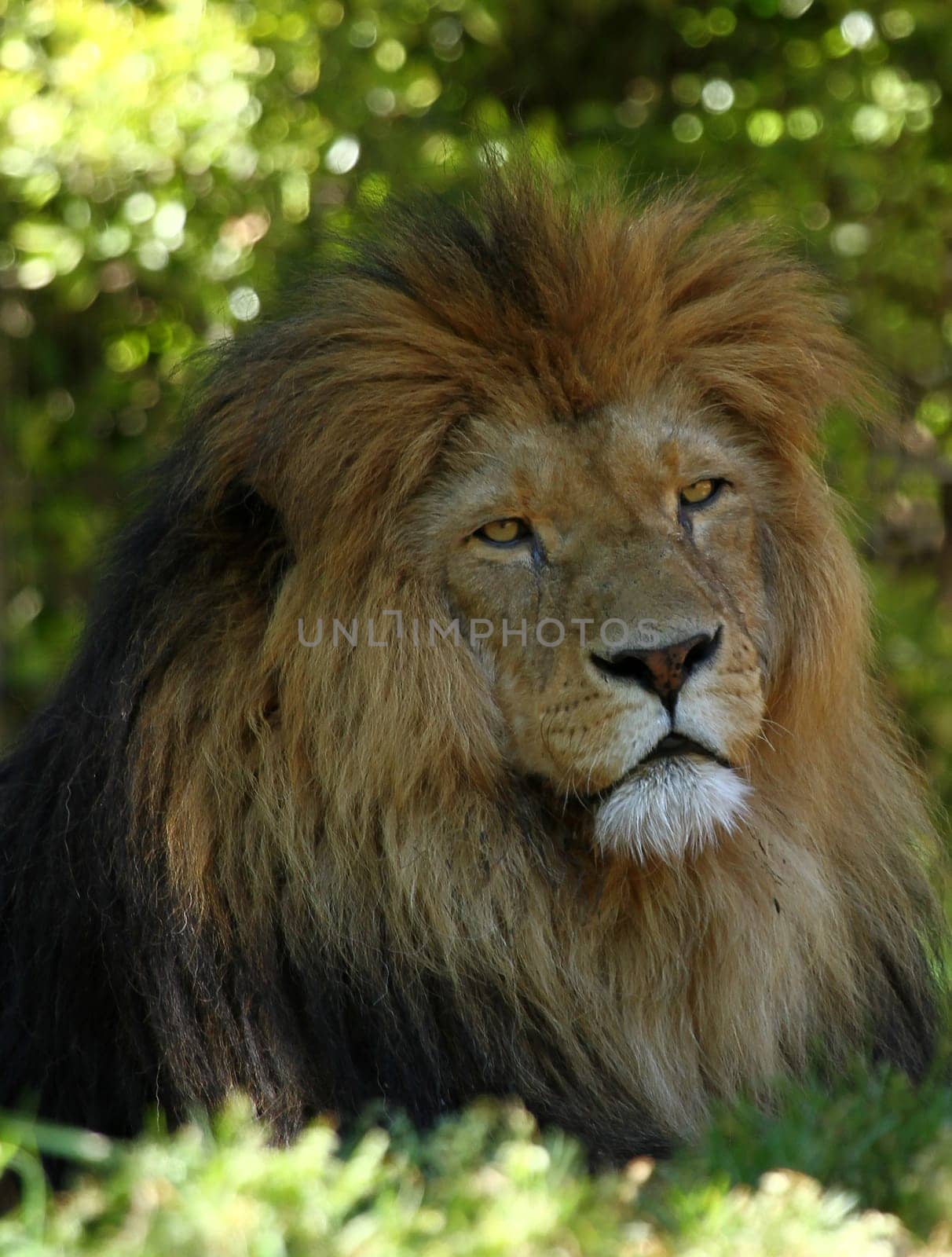 LionPortrait