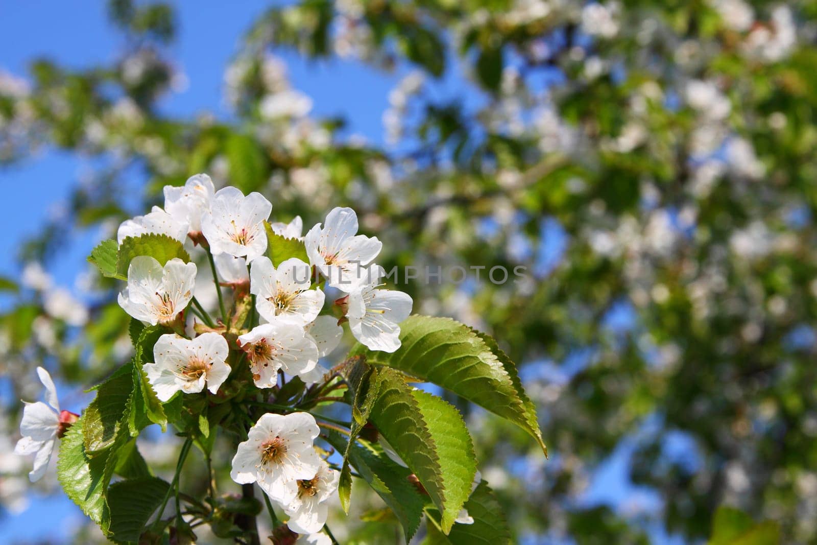 Cherry blossoms on the cherry tree,blue sky