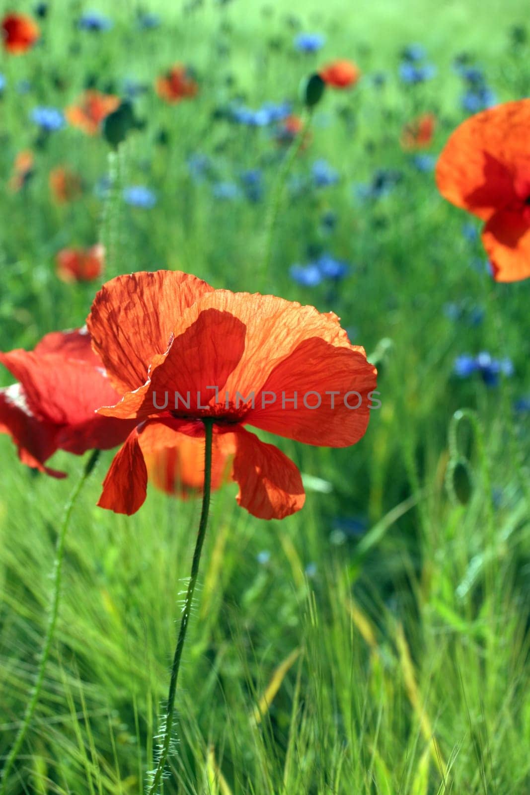 Wild meadow