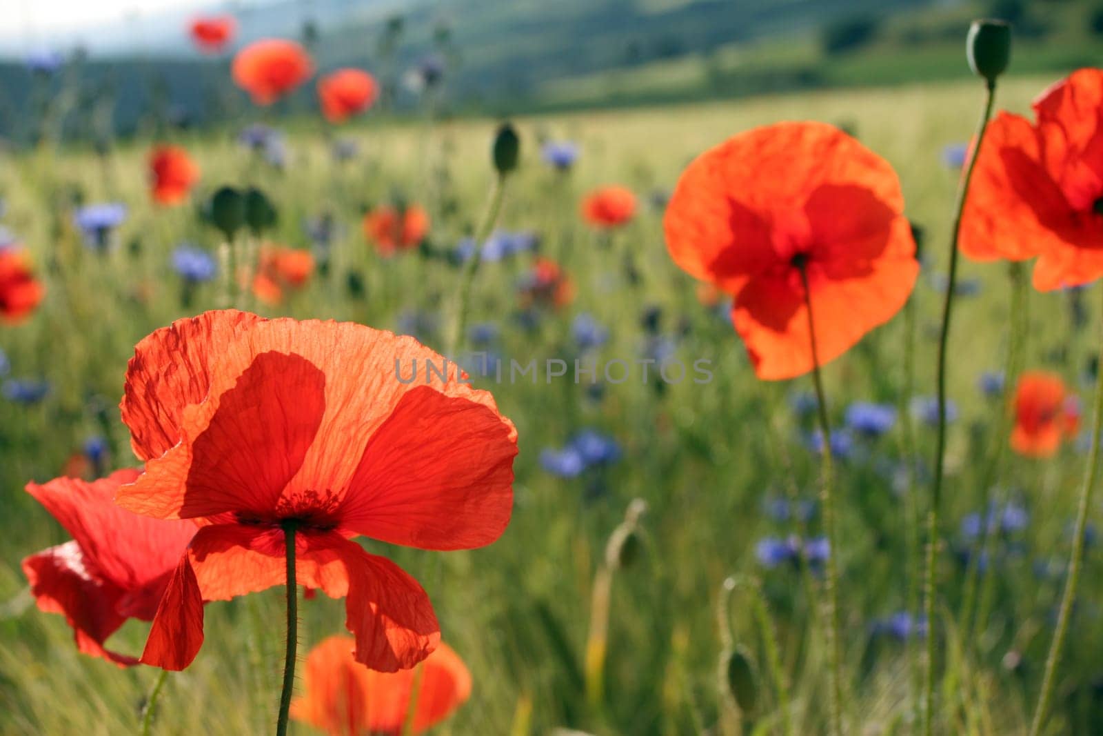 Wild meadow