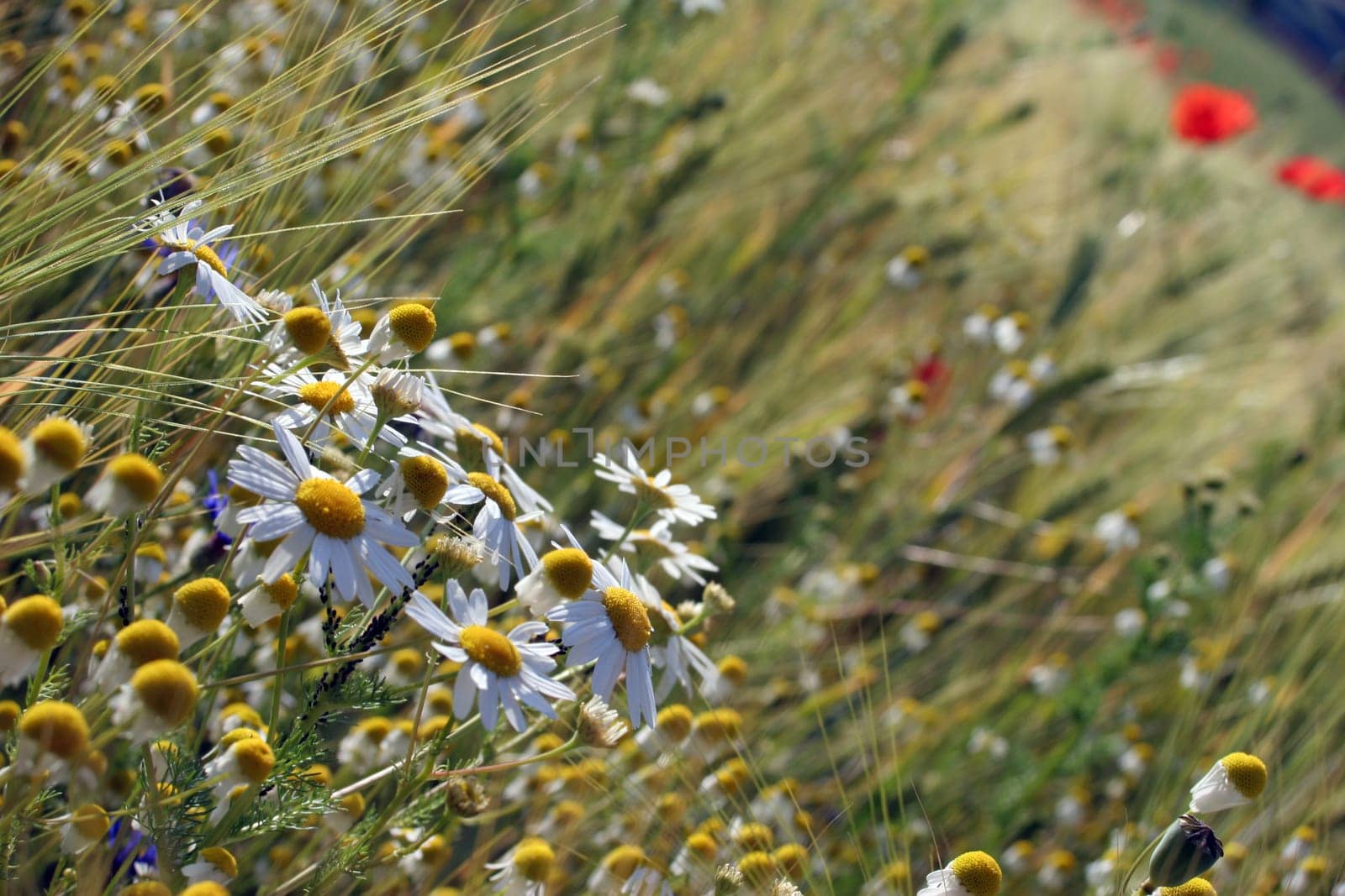 Wild meadow