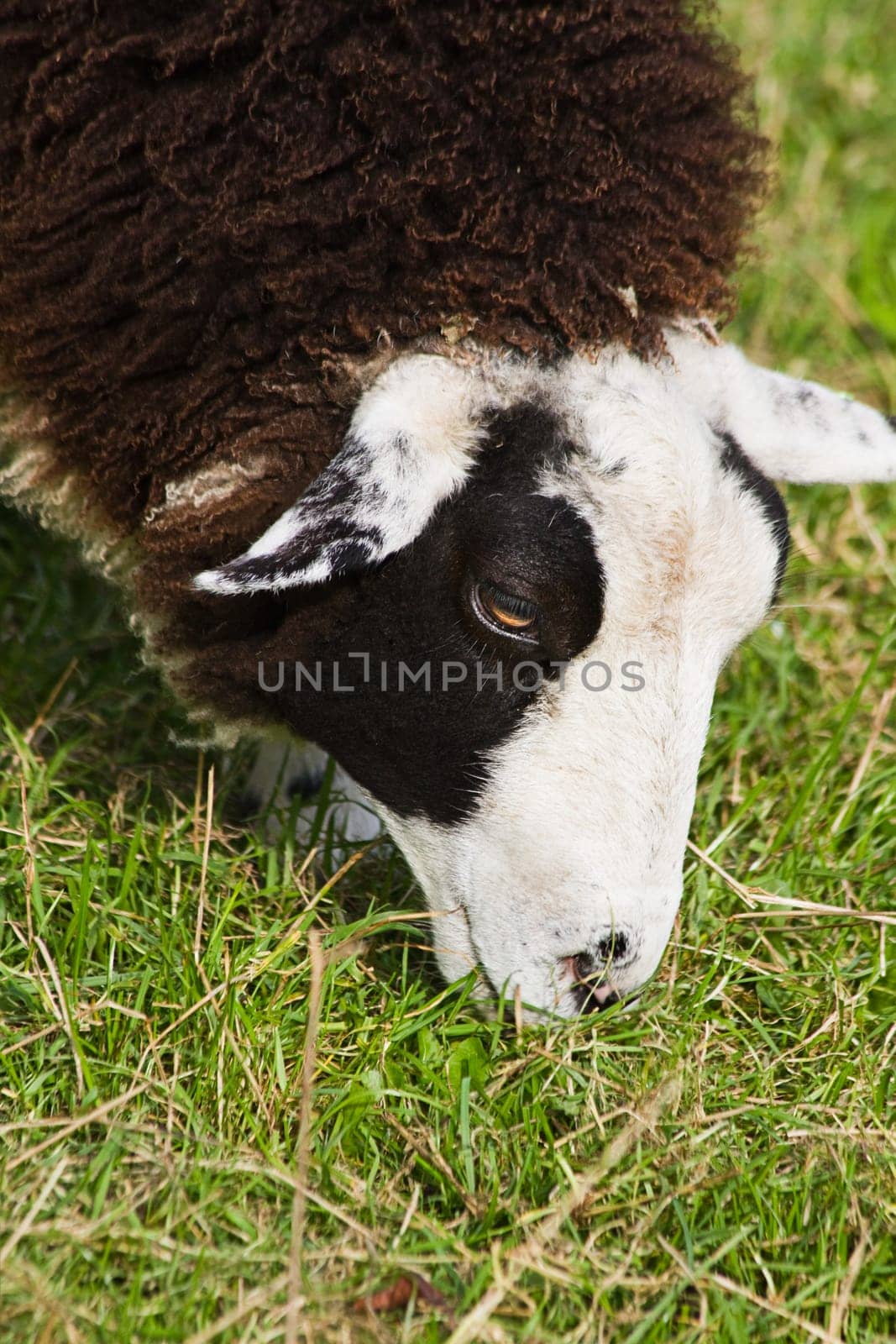 Close up on head of brown and white spotted sheep grazing