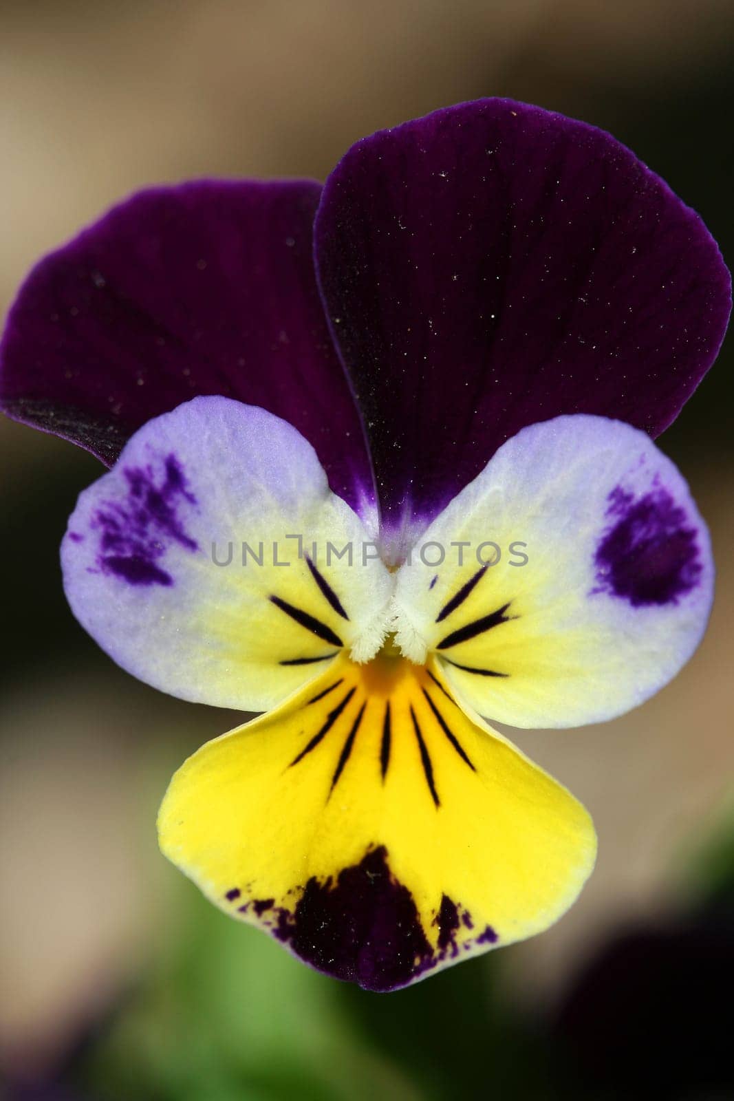 A Violet flower close up
