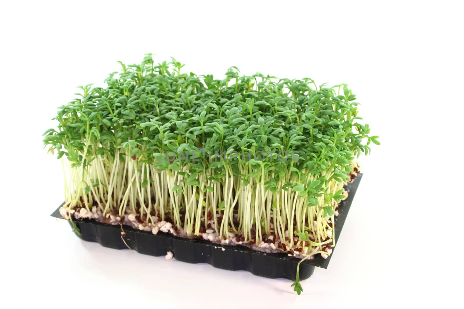 a bowl of cress in front of a white background