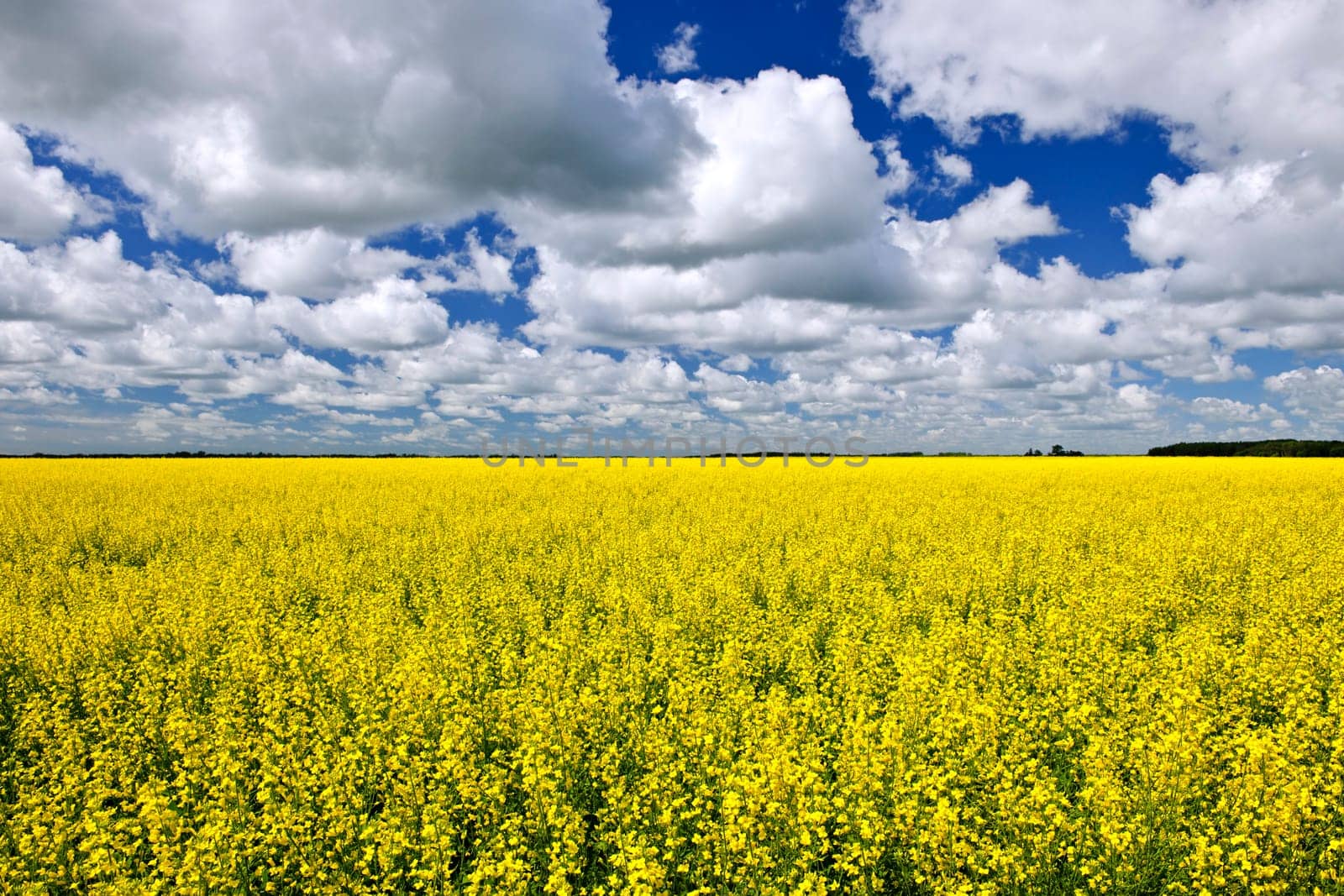 Agricultural landscape of canola or rapeseed farm field in Manitoba, Canada