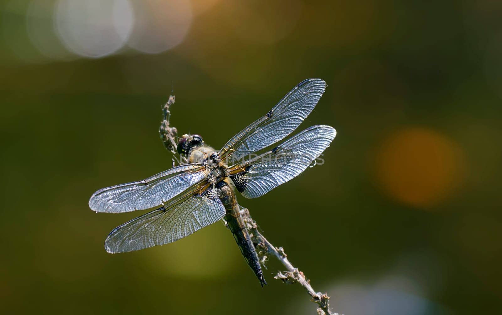 libelle im gegenlicht