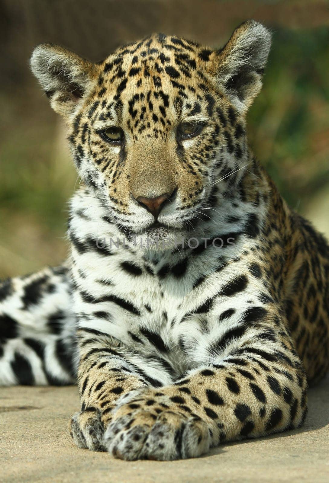 JaguarPortrait