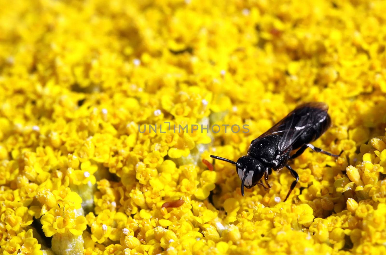 The approx. 6 mm large masked bee (Hylaeus signatus) on golden yarrow