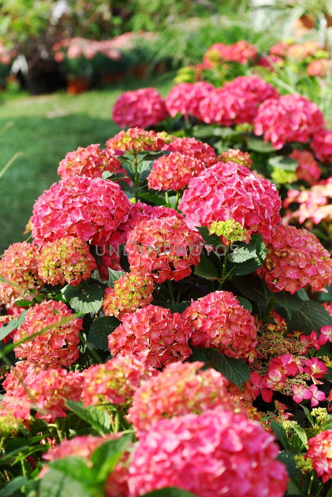 Beautiful flowerbed in the garden or park