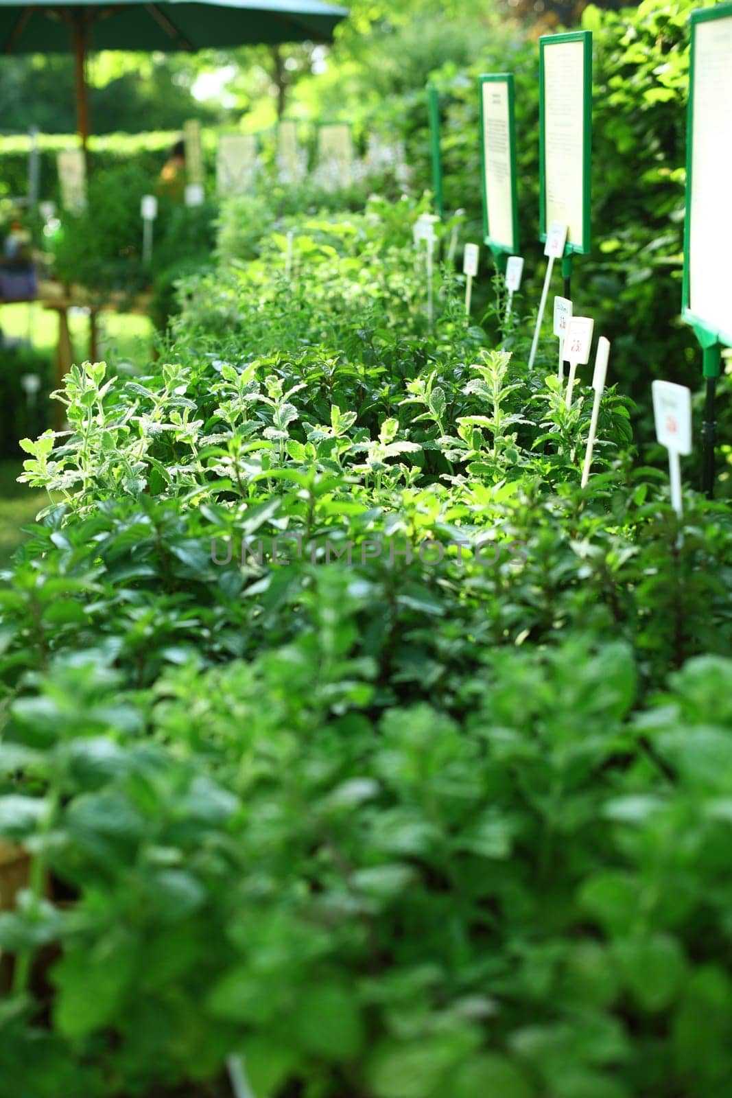 Herbs on the market for sale