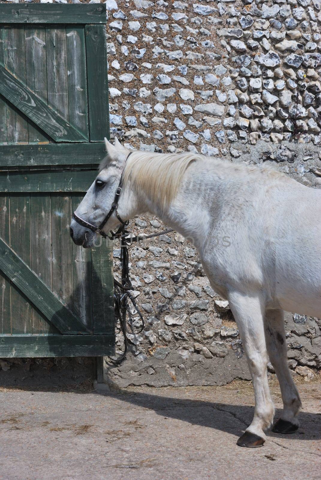 White horse standing waiting to be fed