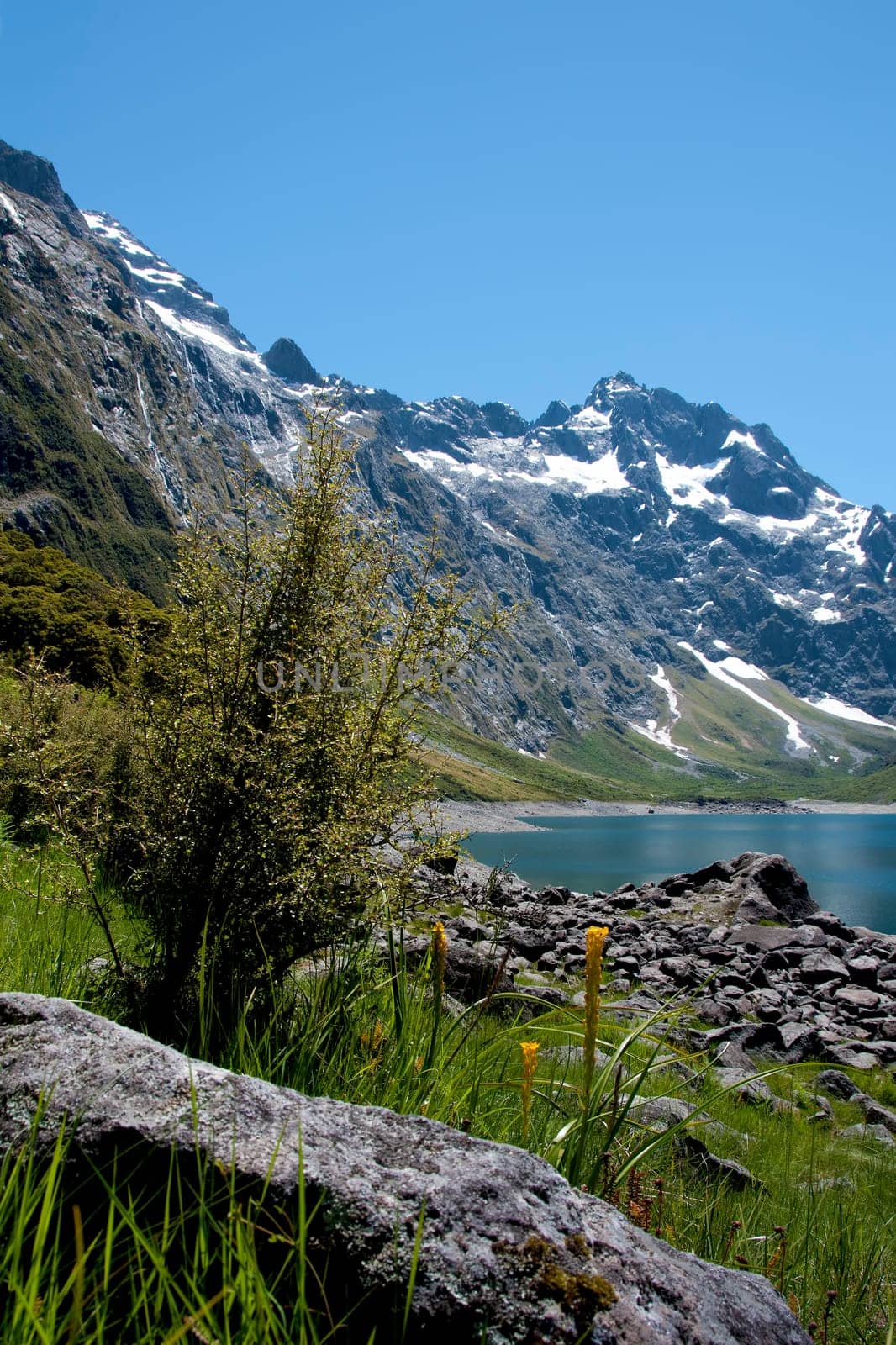 Alpine flora at Lake Marion