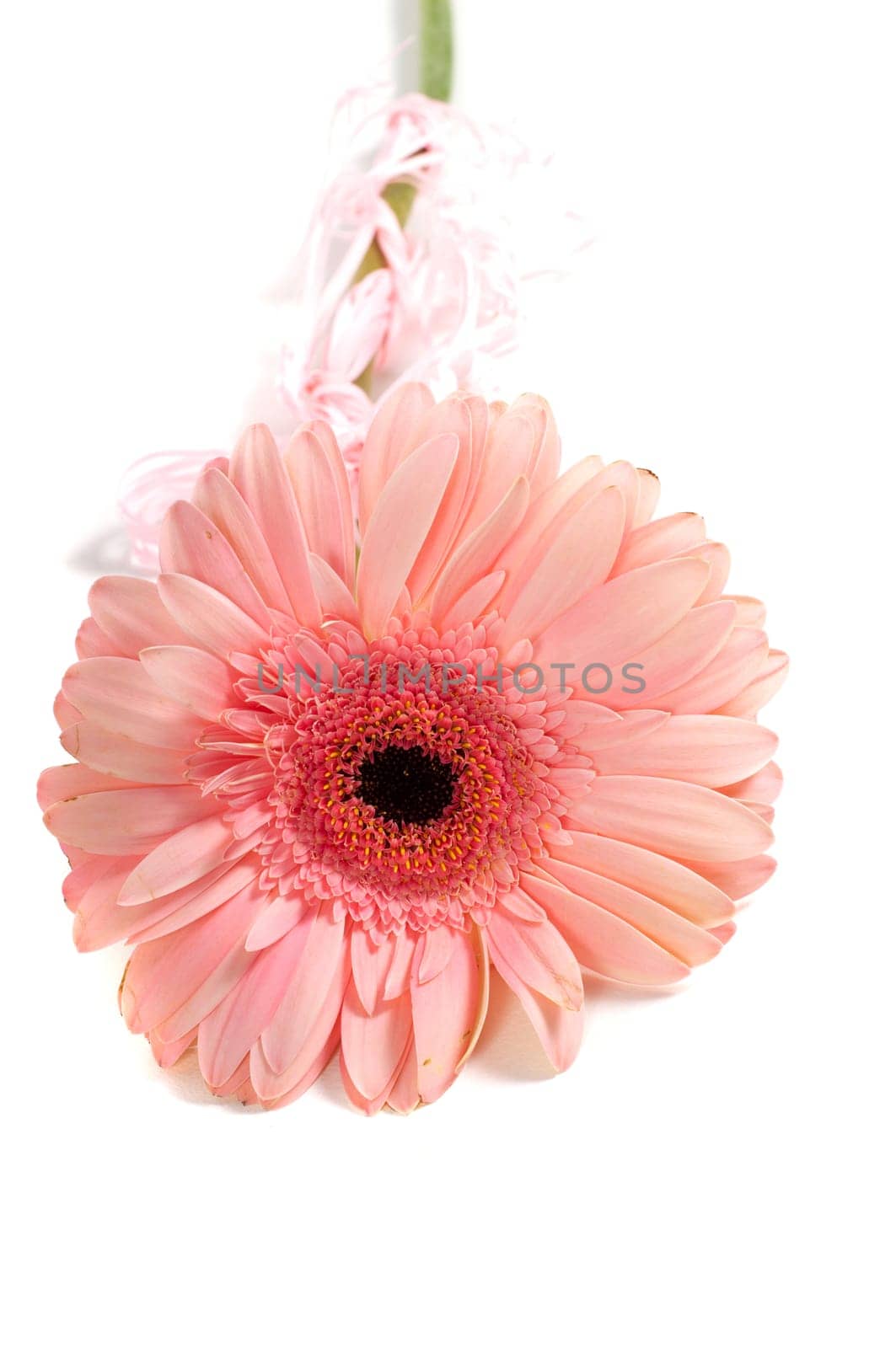 Shot of pink gerbera isolated on white