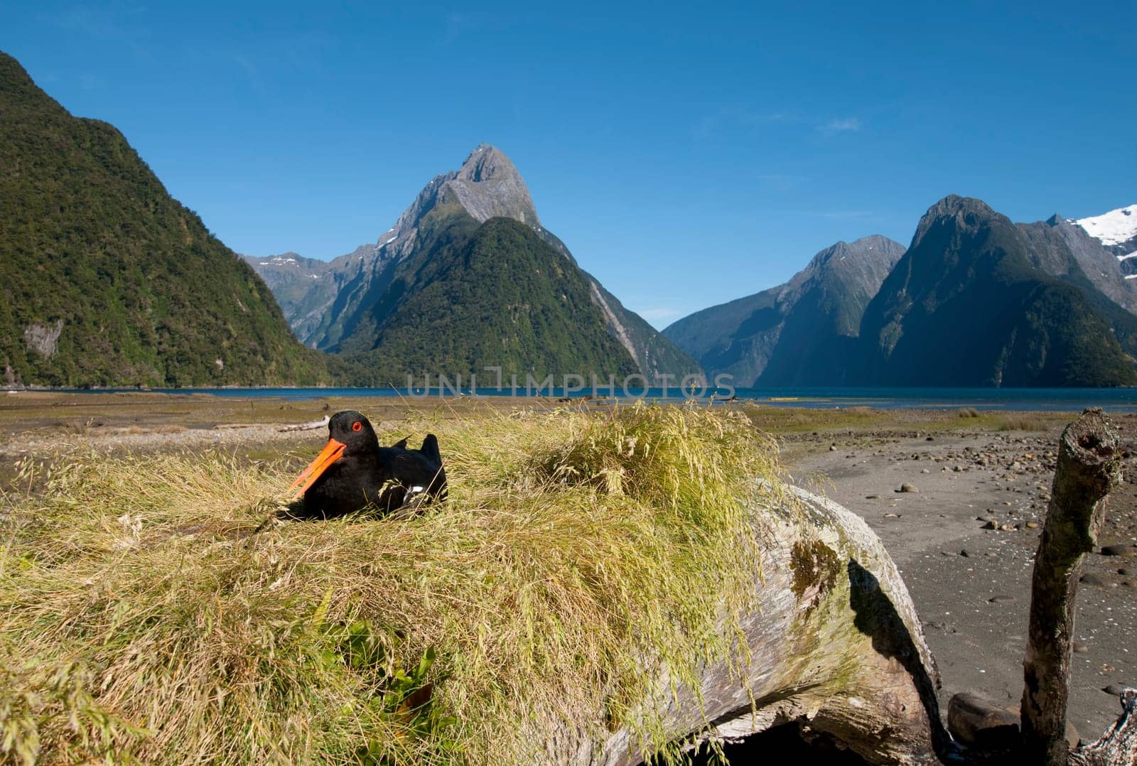 Oystercatcher at Milford Sound