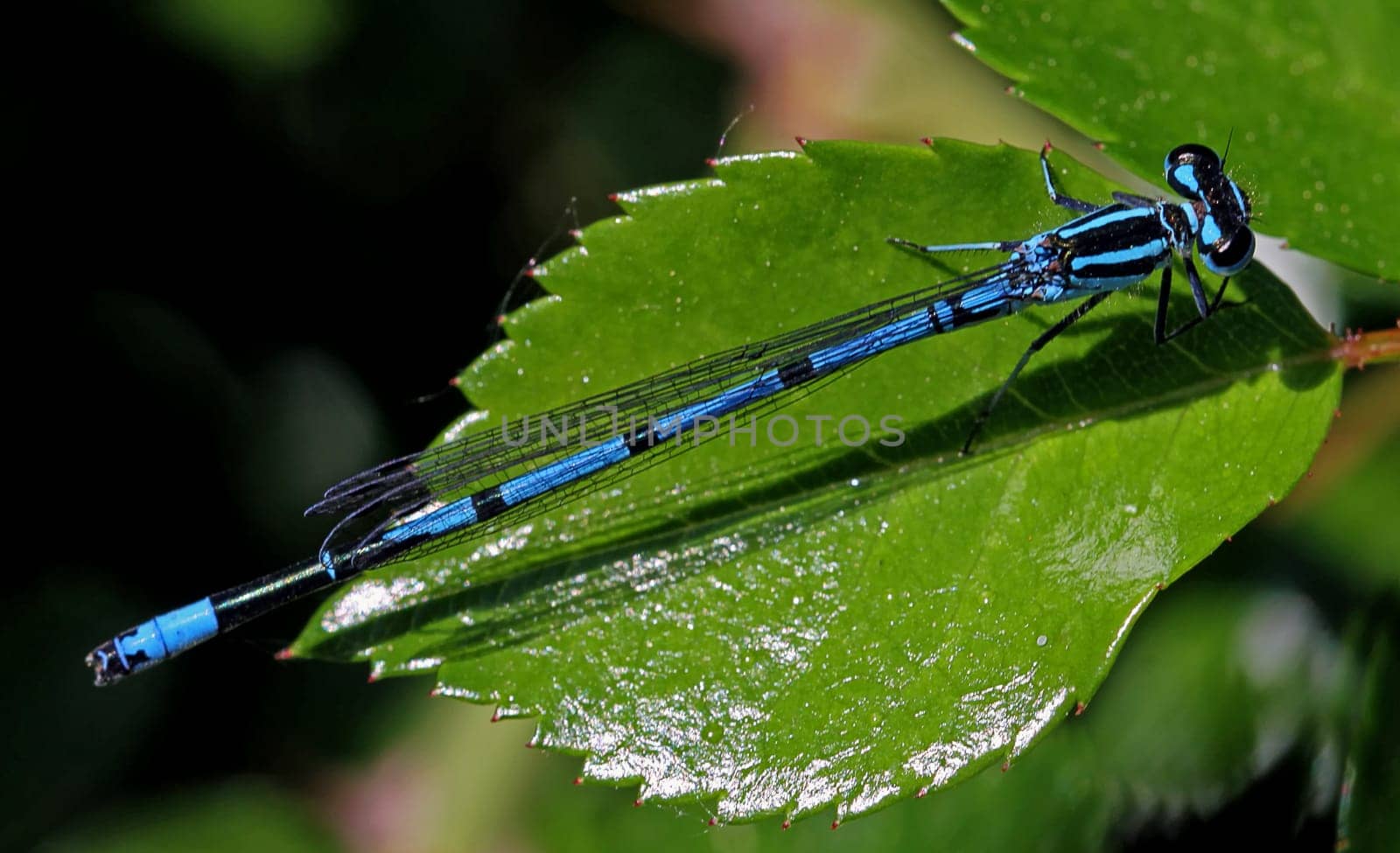 Horseshoe Damselfly [Coenagrion puella]