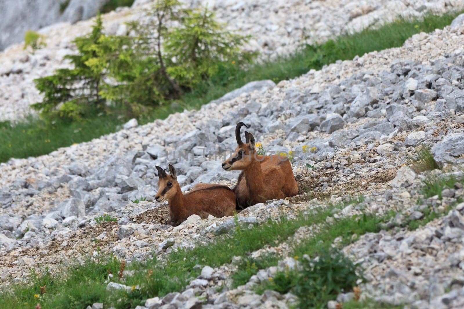 rocky mountain she-goat with a kid in Piatra Craiului Mountains, Romania