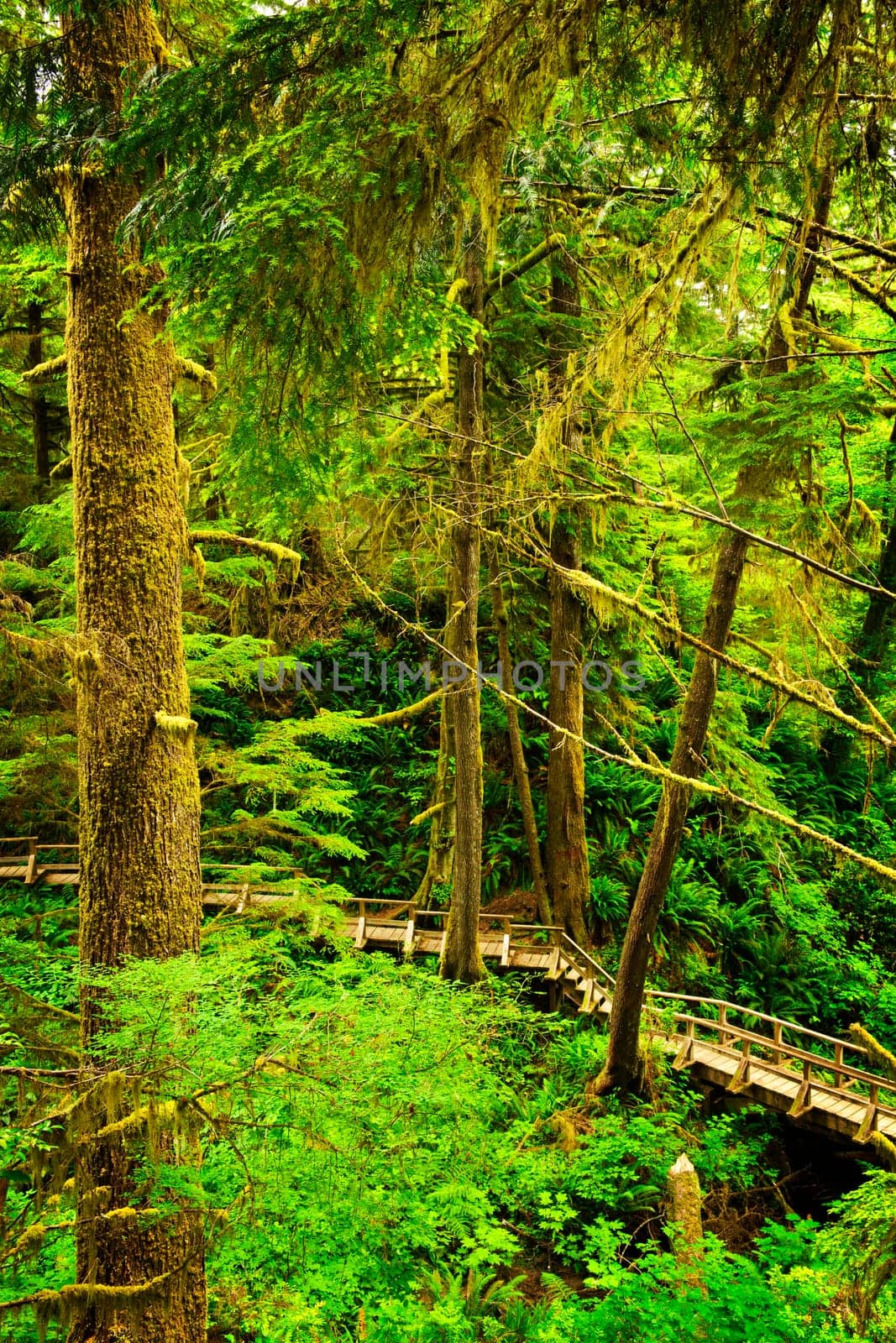 Wooden path through temperate rain forest. Pacific Rim National Park, British Columbia Canada