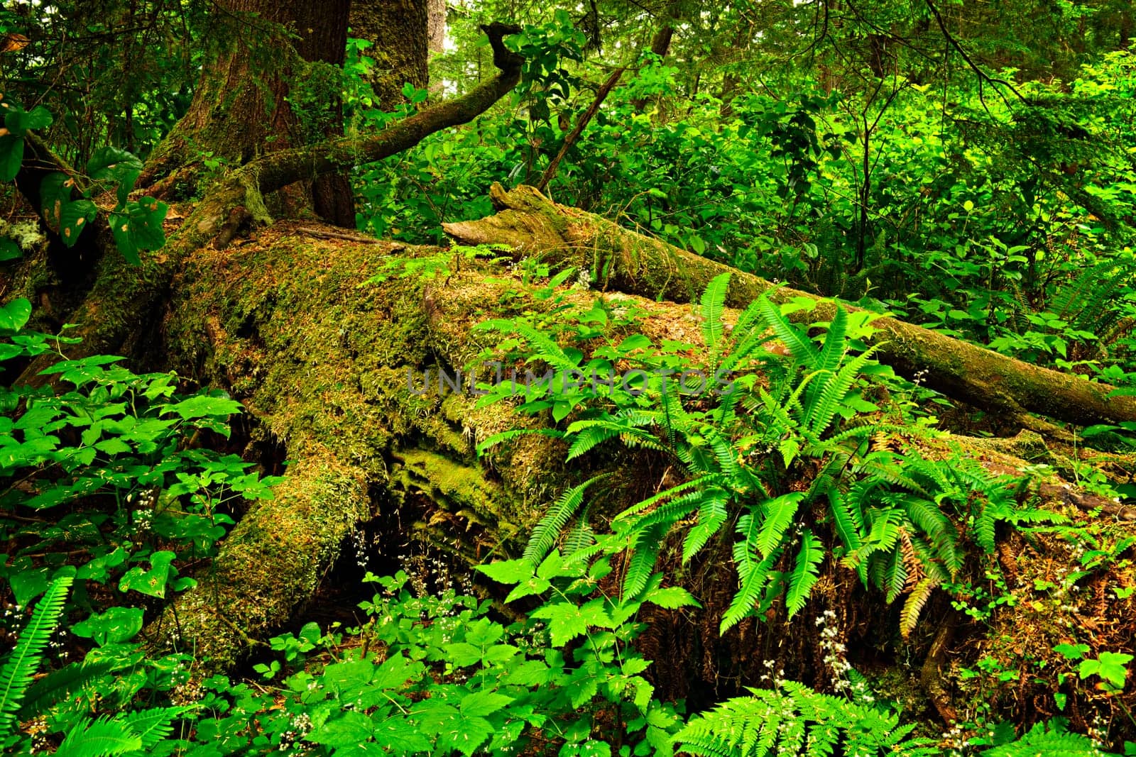 Lush foliage on fallen tree in temperate rain forest. Pacific Rim National Park, British Columbia Canada