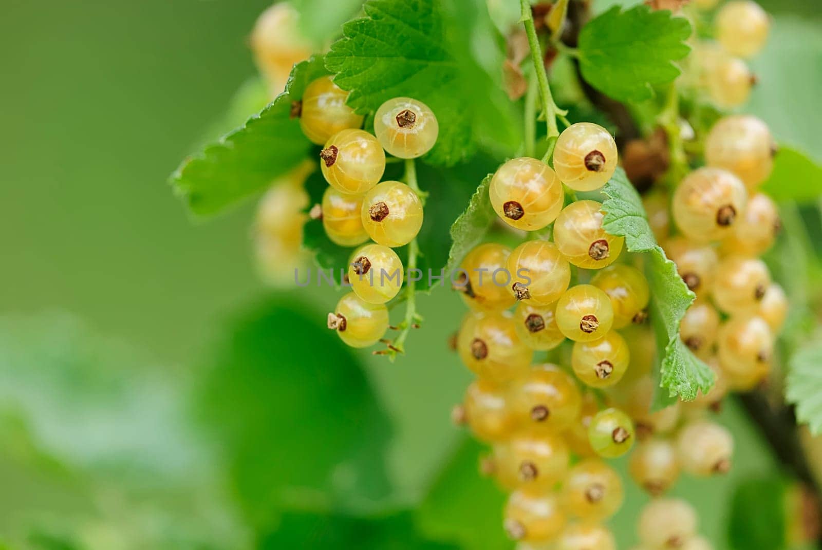 currants