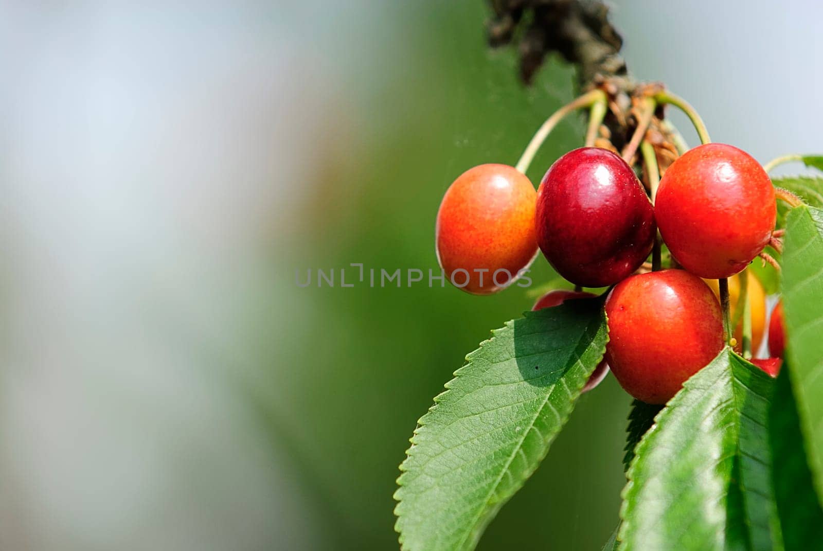 Sweet cherries