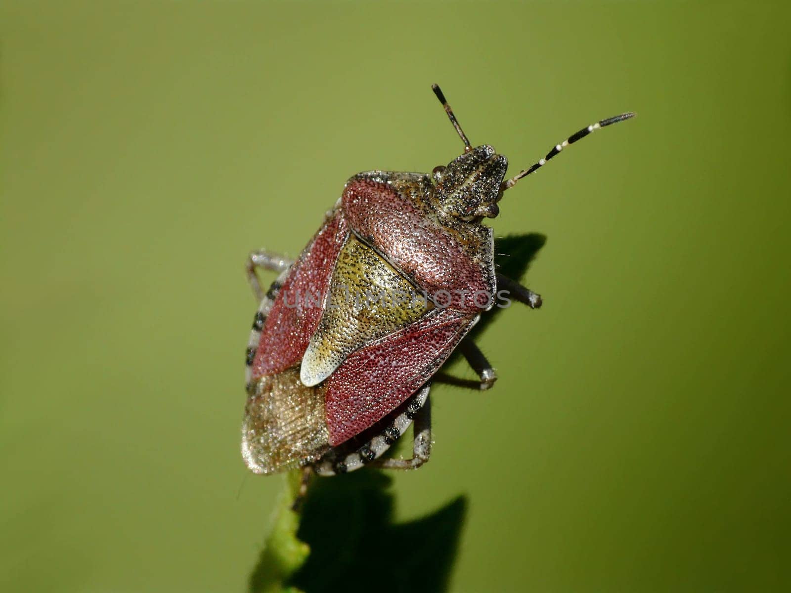 Sloe bug