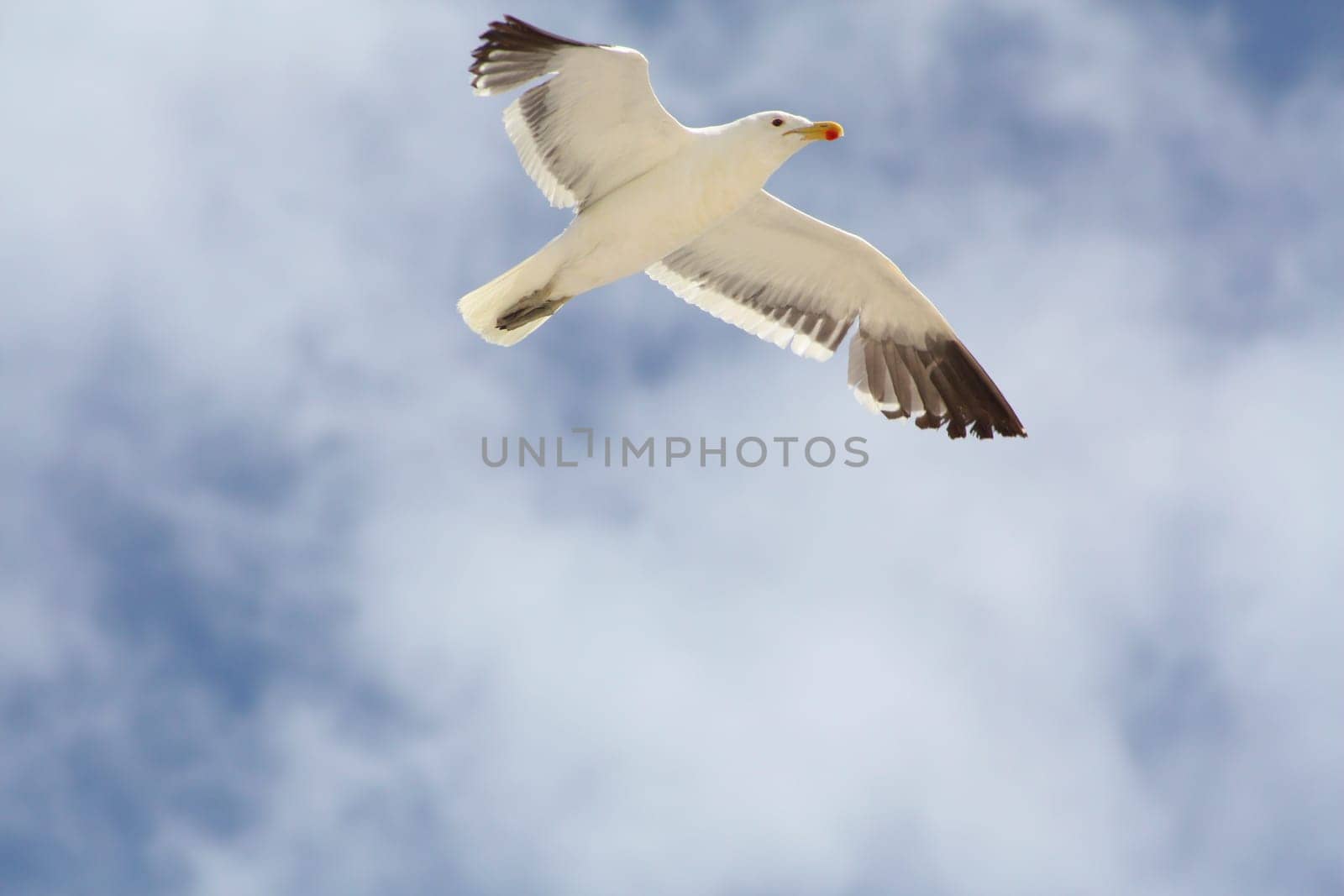 Flying South African Seagull