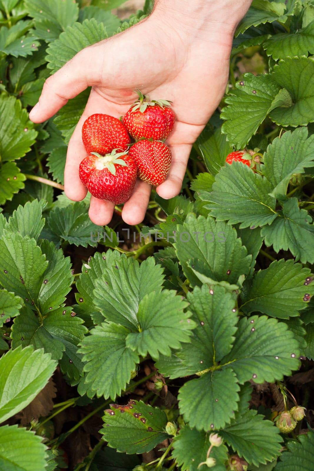 Juicy strawberries freshly picked
