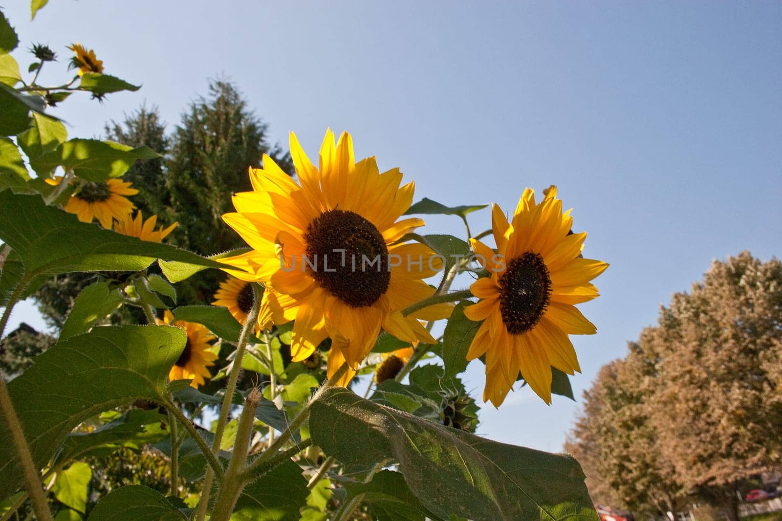Bright sunflowers in summer