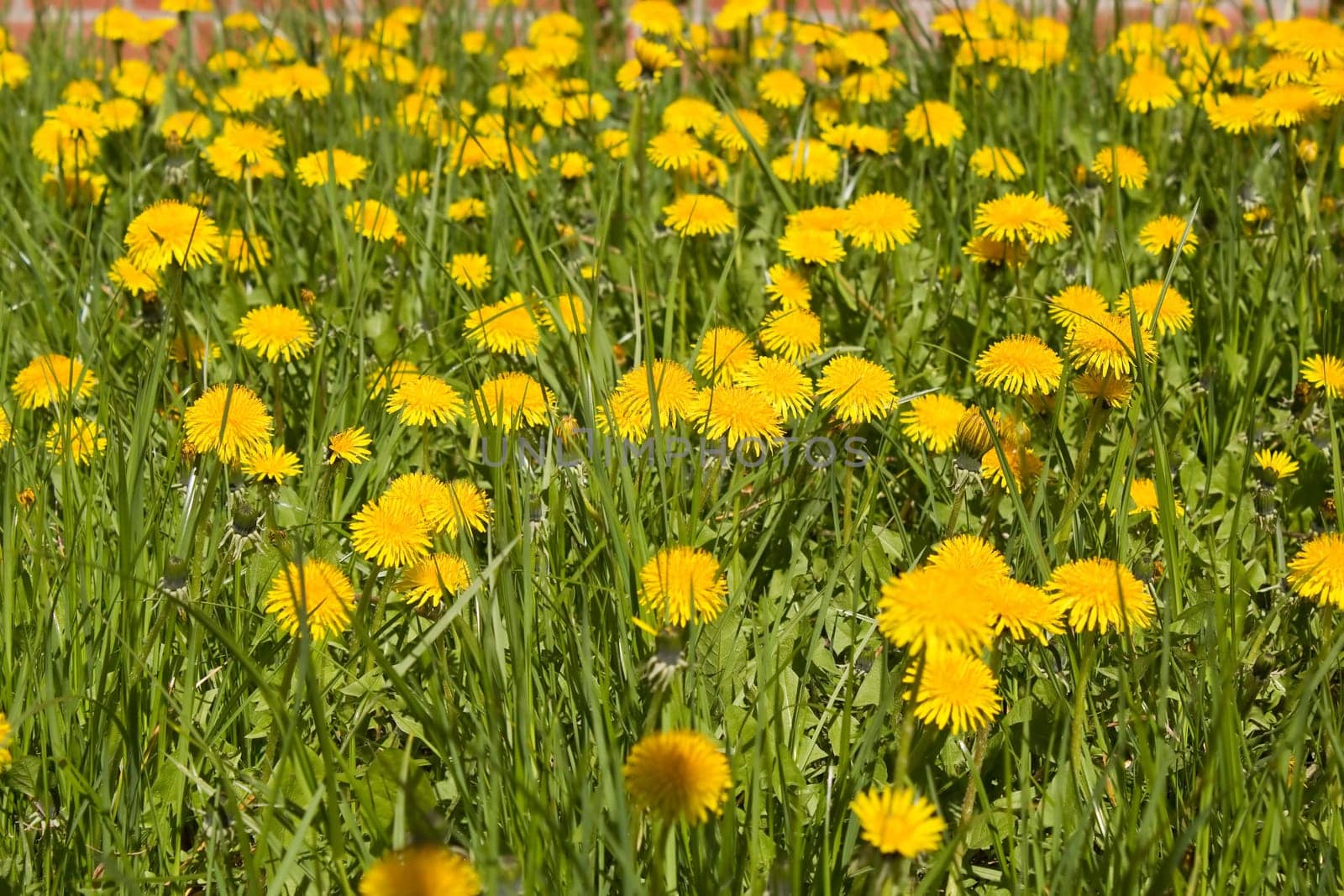 Dandelion in bloom in a meadow