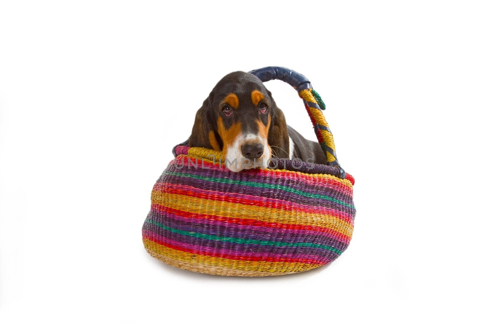 Basset puppy on white background