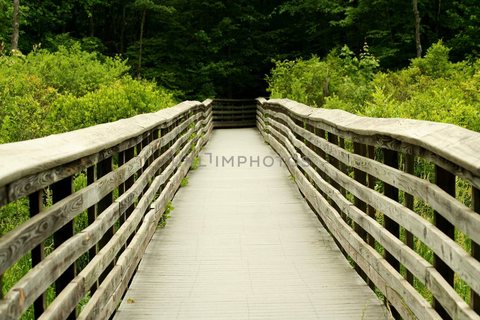 a Wooden bridge through the forest