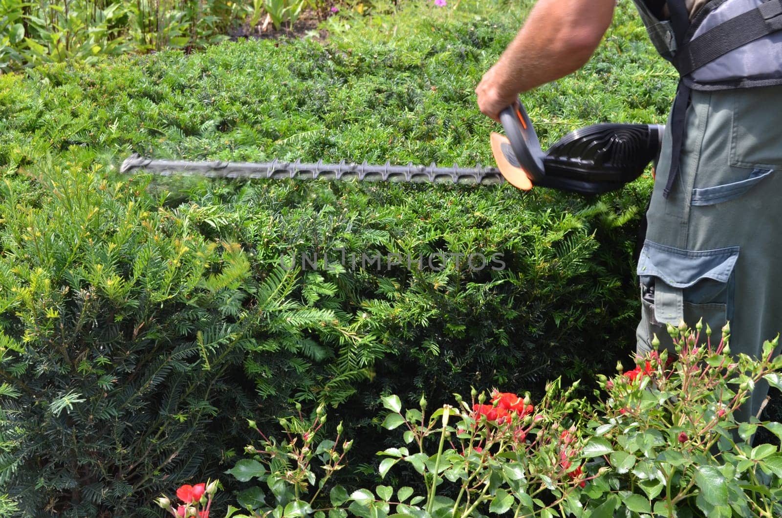 Trimming hedges