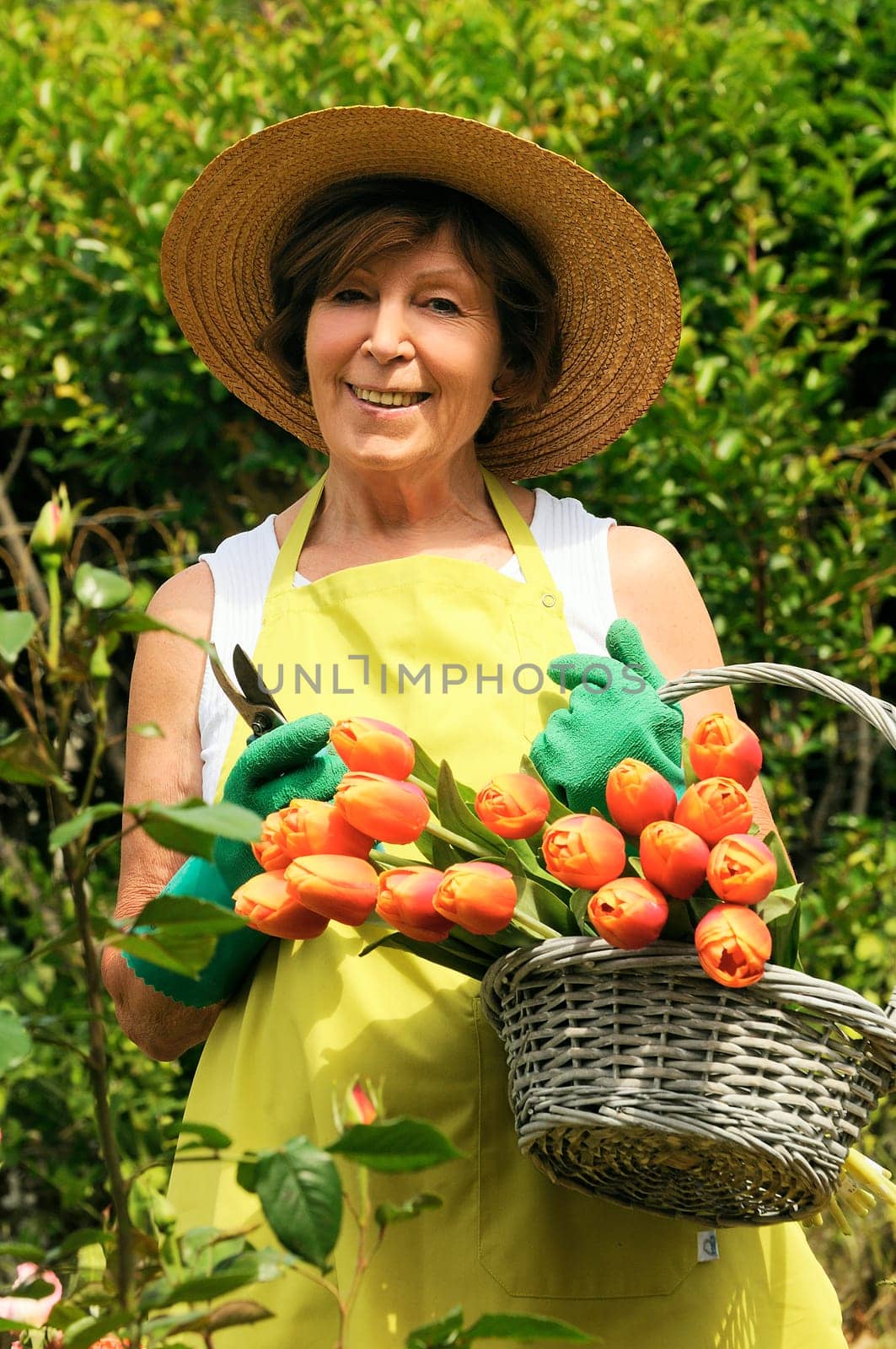 Senior woman pruning roses in her garden