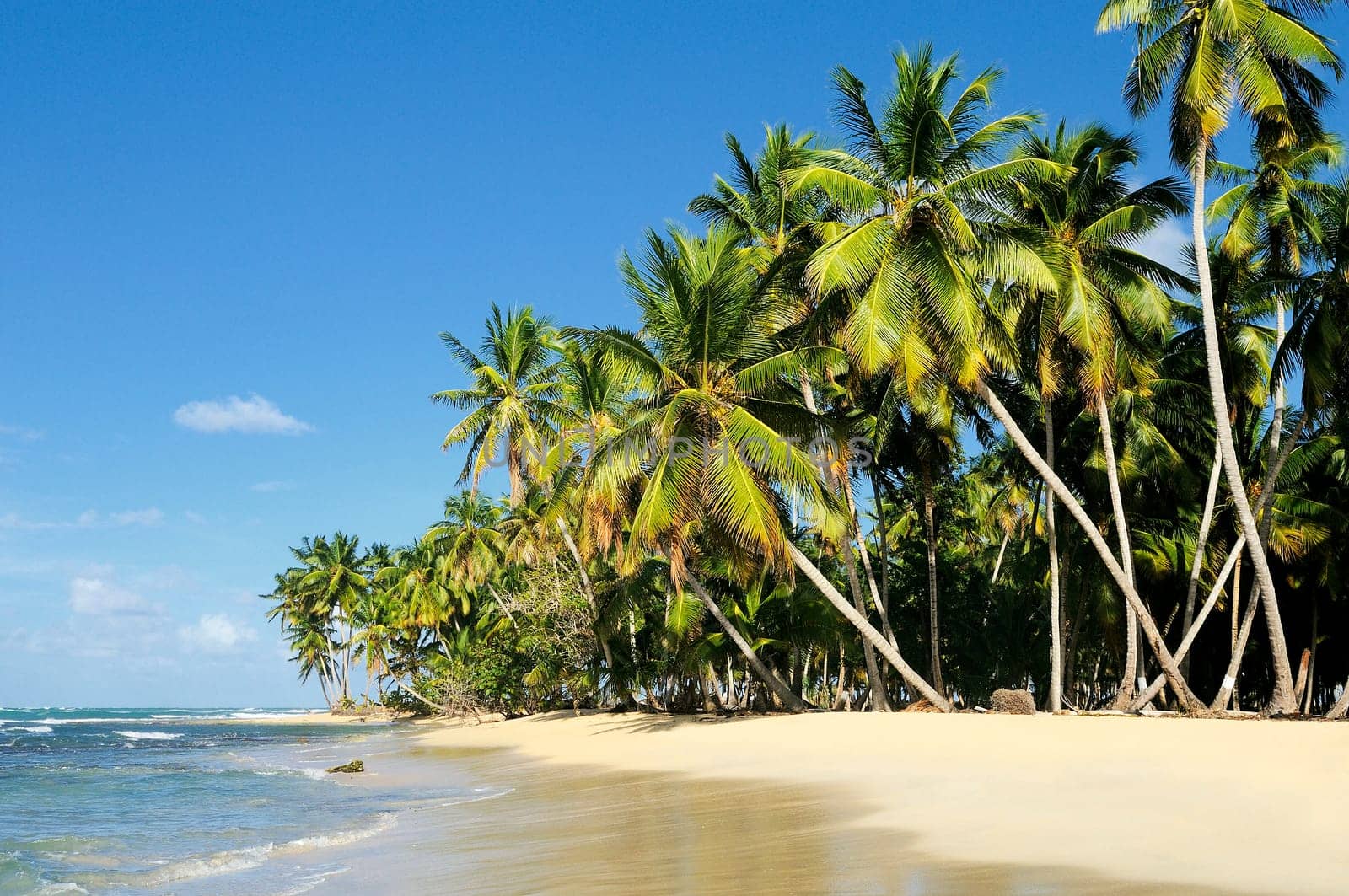 palm and beach