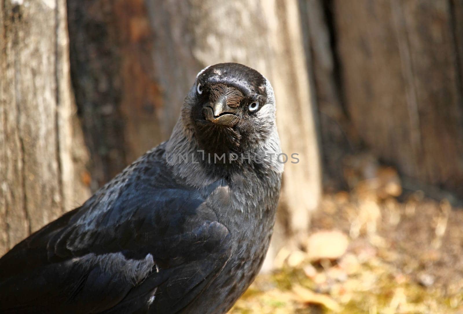 Corvid