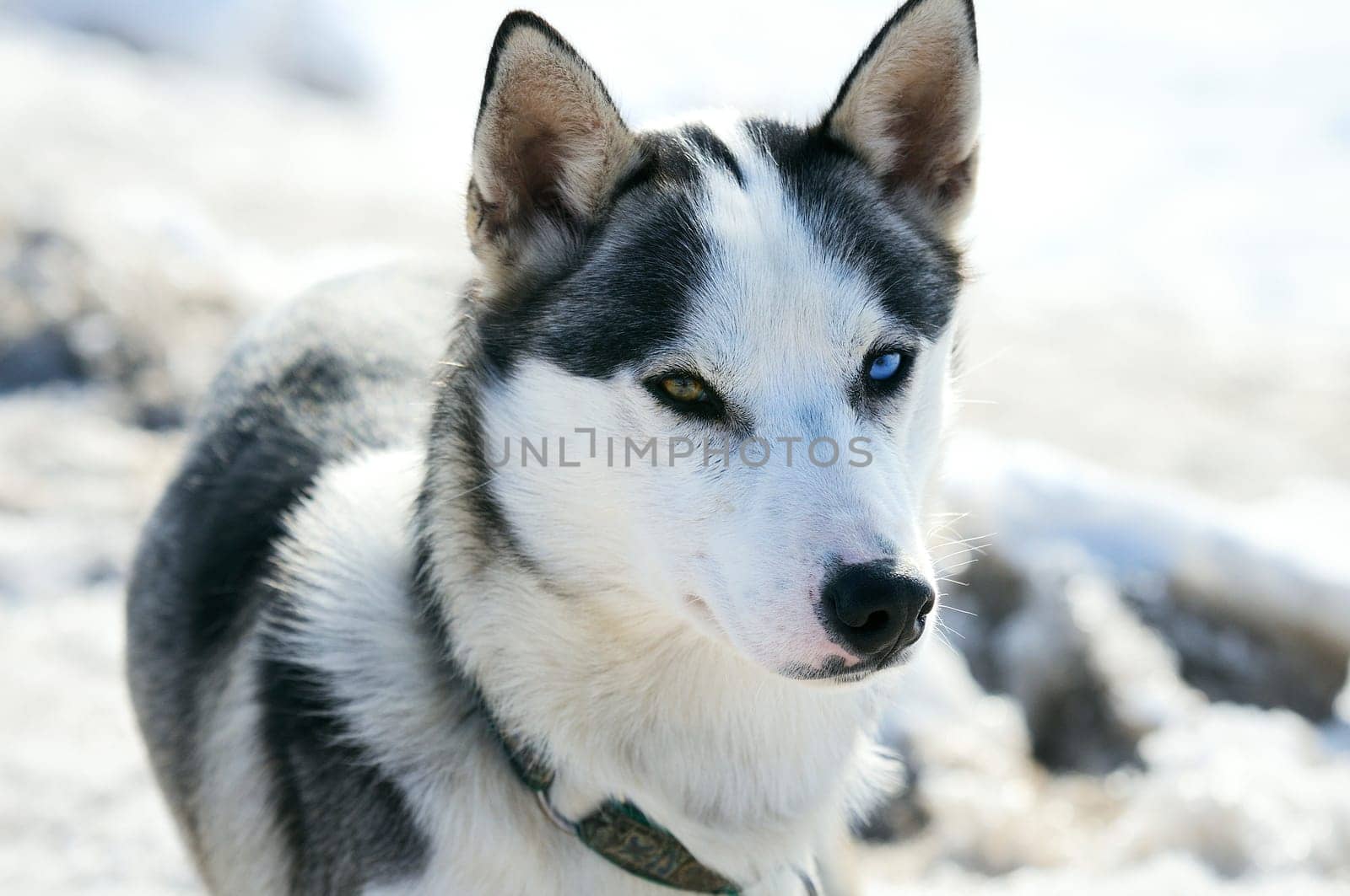 Portrait of adorable young different eyes siberian male husky at snowy winter outdoors