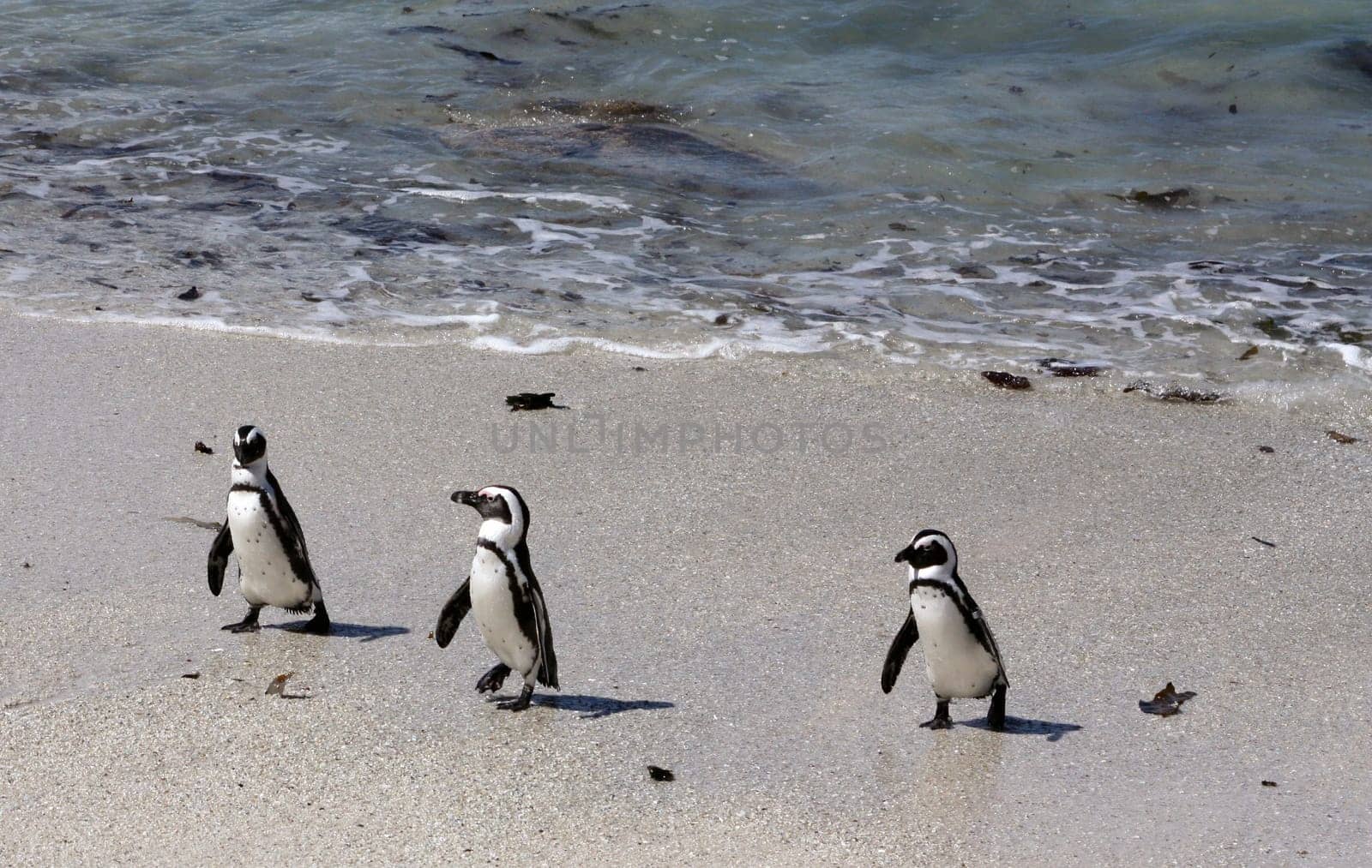 Three waddling penguins
