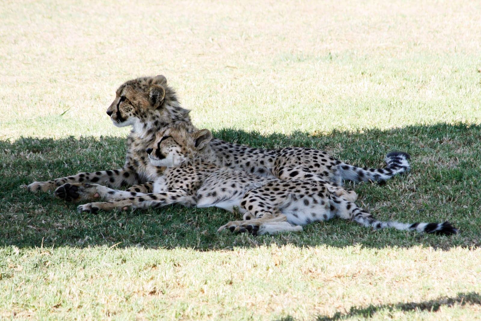 Two cheetahs lie next to each other