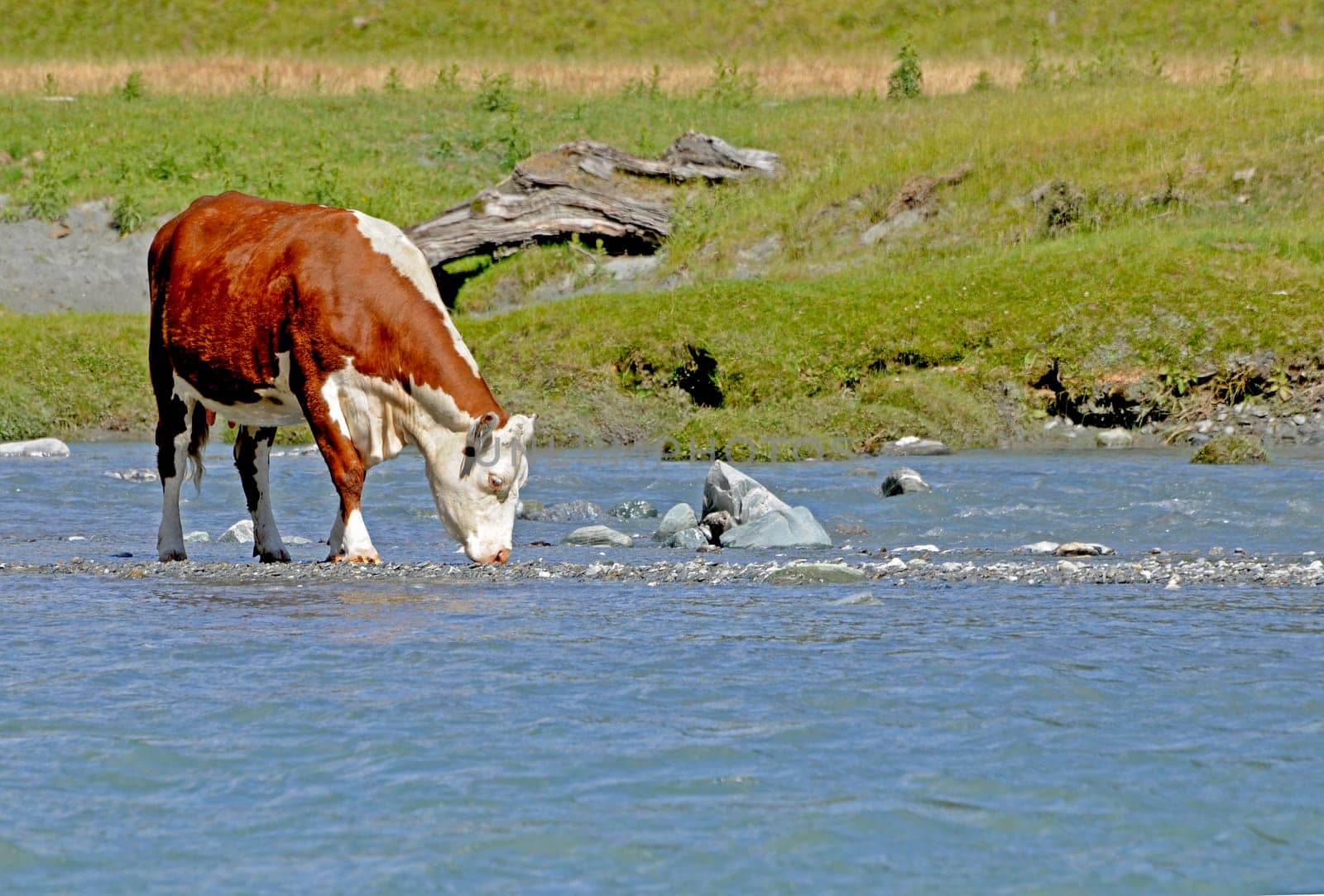 thirsty cow