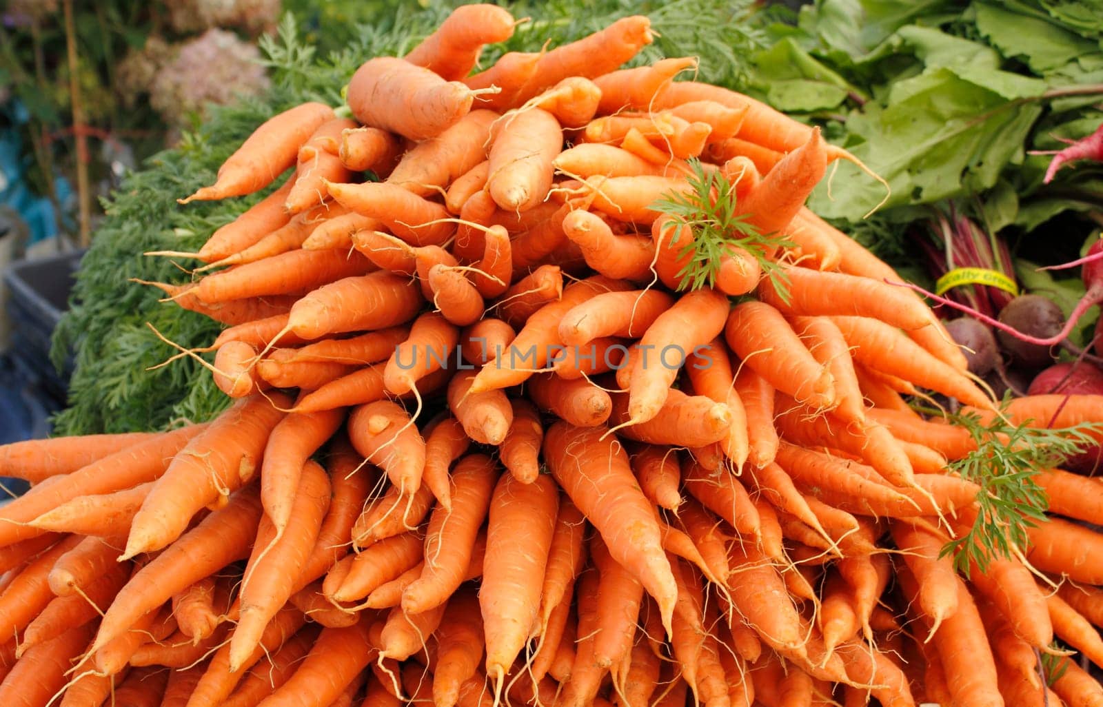 Many bright, deep colored orange carrots are displayed for sale at an outdoors Farmers Market.