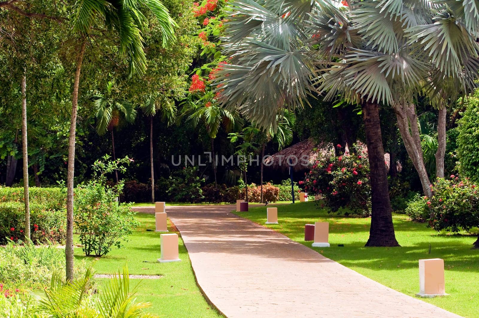 Trees and flowers at Caribbean garden.