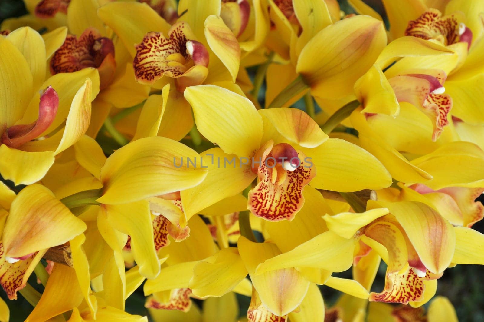 Detail of orchid flower of family Orchidaceae